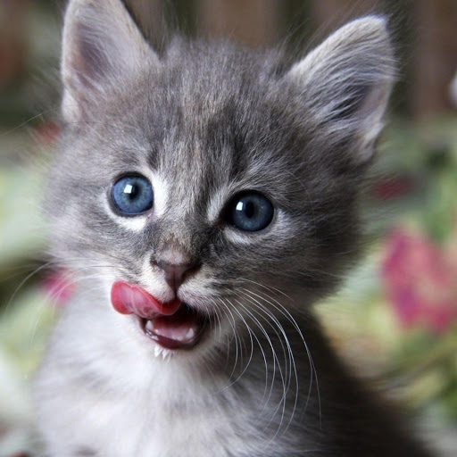 Hd-172213-ascw172213