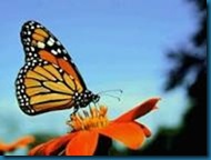 simplicity monarch butterfly information