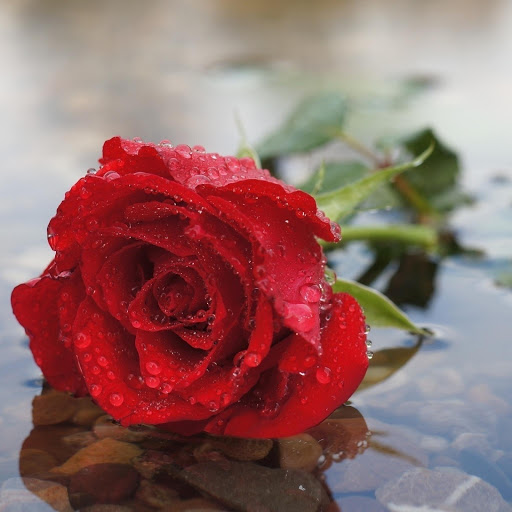 Hd-177202-ascw177202