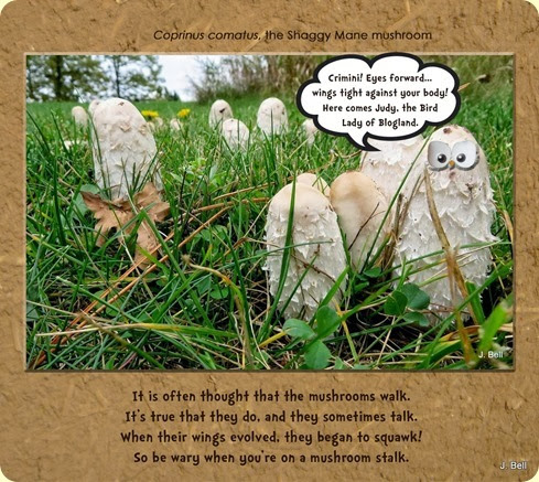 owlshrooms copy