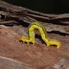 Linden looper (larvae)