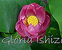 Glória Ishizaka - Flor de Lótus -  Kyoto Botanical Garden 2012 - 11