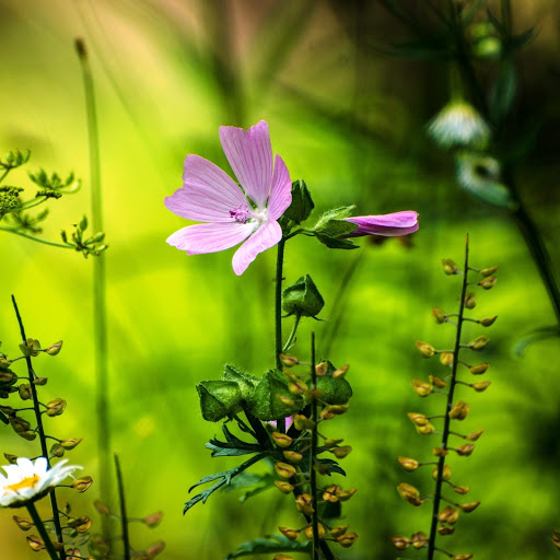 Hd-150788-ascw150788