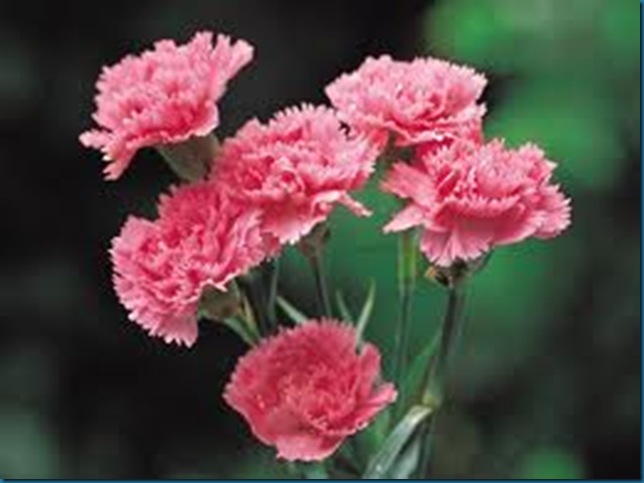 pink carnation - music