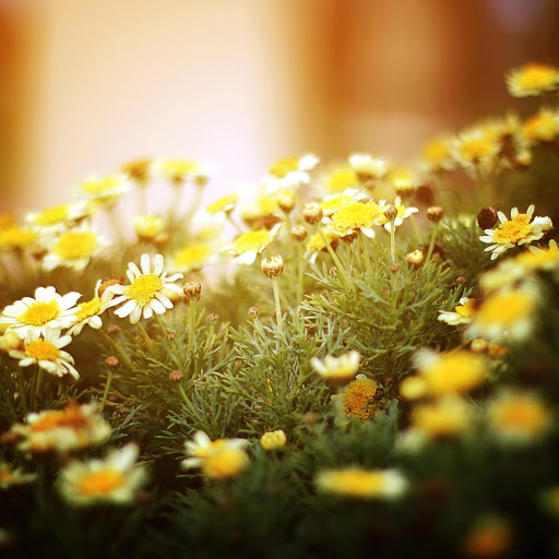 Hd-170341-ascw170341