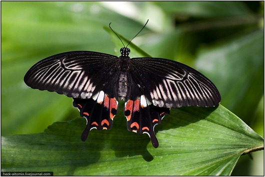 [clip_image006%255B3%255D.jpg]