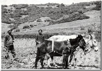 Δεκαετία  του  '60,τα  μουλάρια  πια  θεωρούνται καταλληλότερα  απ' τα  βοδια, ο Ανδρέας Γεωργουσόπουλος με  τ' αλέτρι και η  γυναίκα  του  βοηθός  , στο  σβολοκόπι