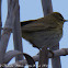 Chiffchaff; Mosquitero Común