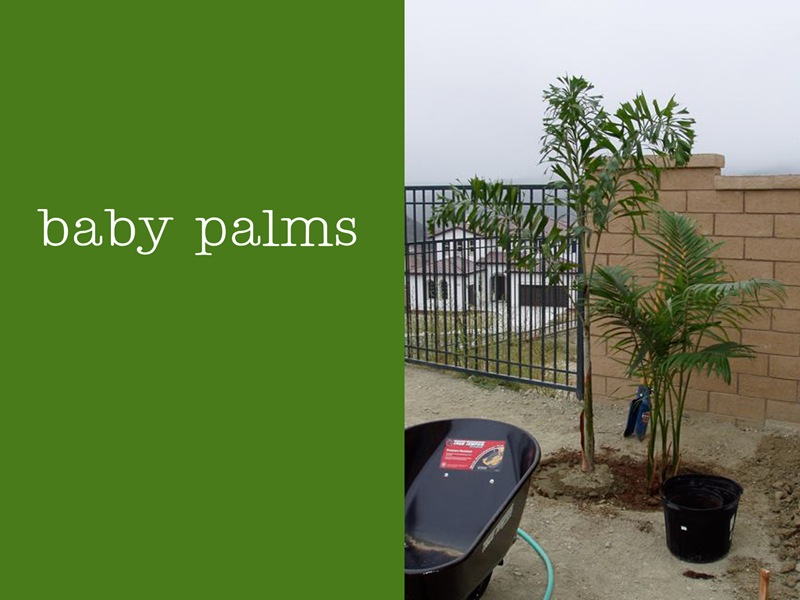baby palms