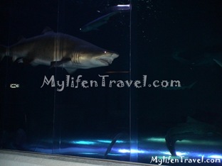 Shark Aquarium 04
