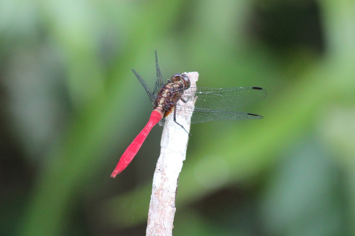 Fiery Skimmer Dragonfly (male)