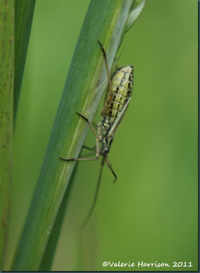 Meadow Plant Bug Leptopterna dolabrata
