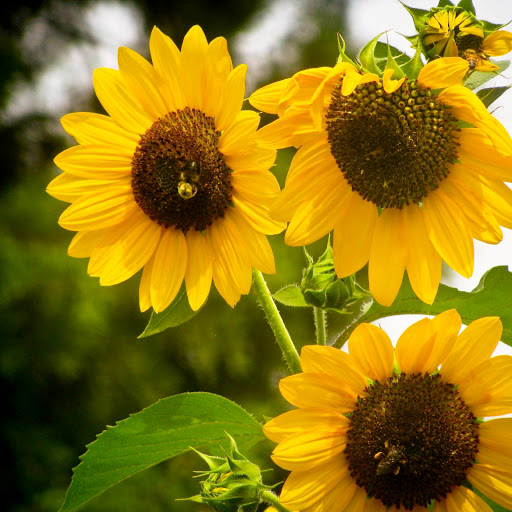 Hd-164250-ascw164250