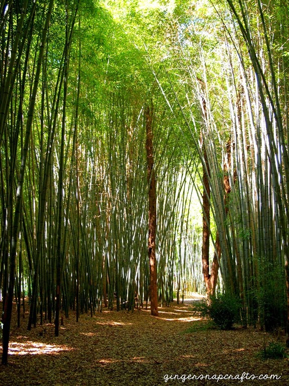 bamboo in Cherokee, NC