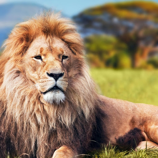 Hd-170015-ascw170015