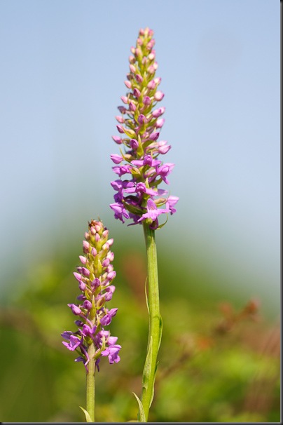 Fragrant Orchid 
