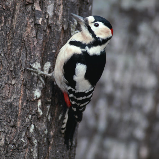 Hd-178525-ascw178525