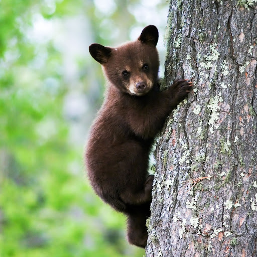 Hd-134629-ascw134629