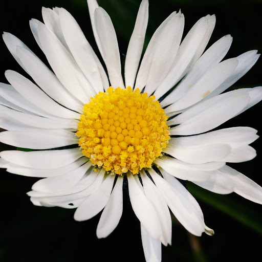 Hd-141285-ascw141285