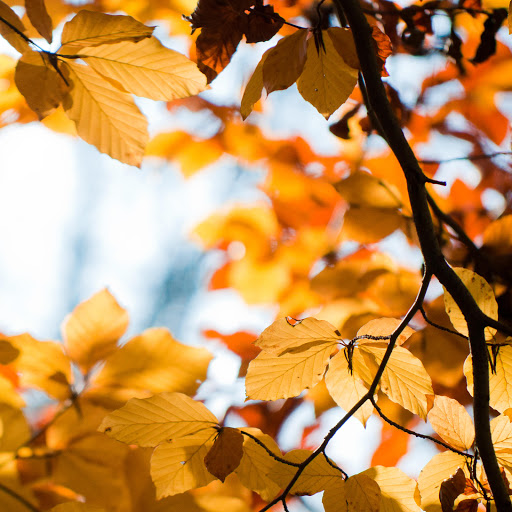 Hd-170688-ascw170688