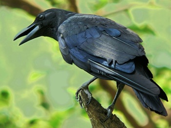 crow-sitting