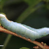 Notodontid caterpillar