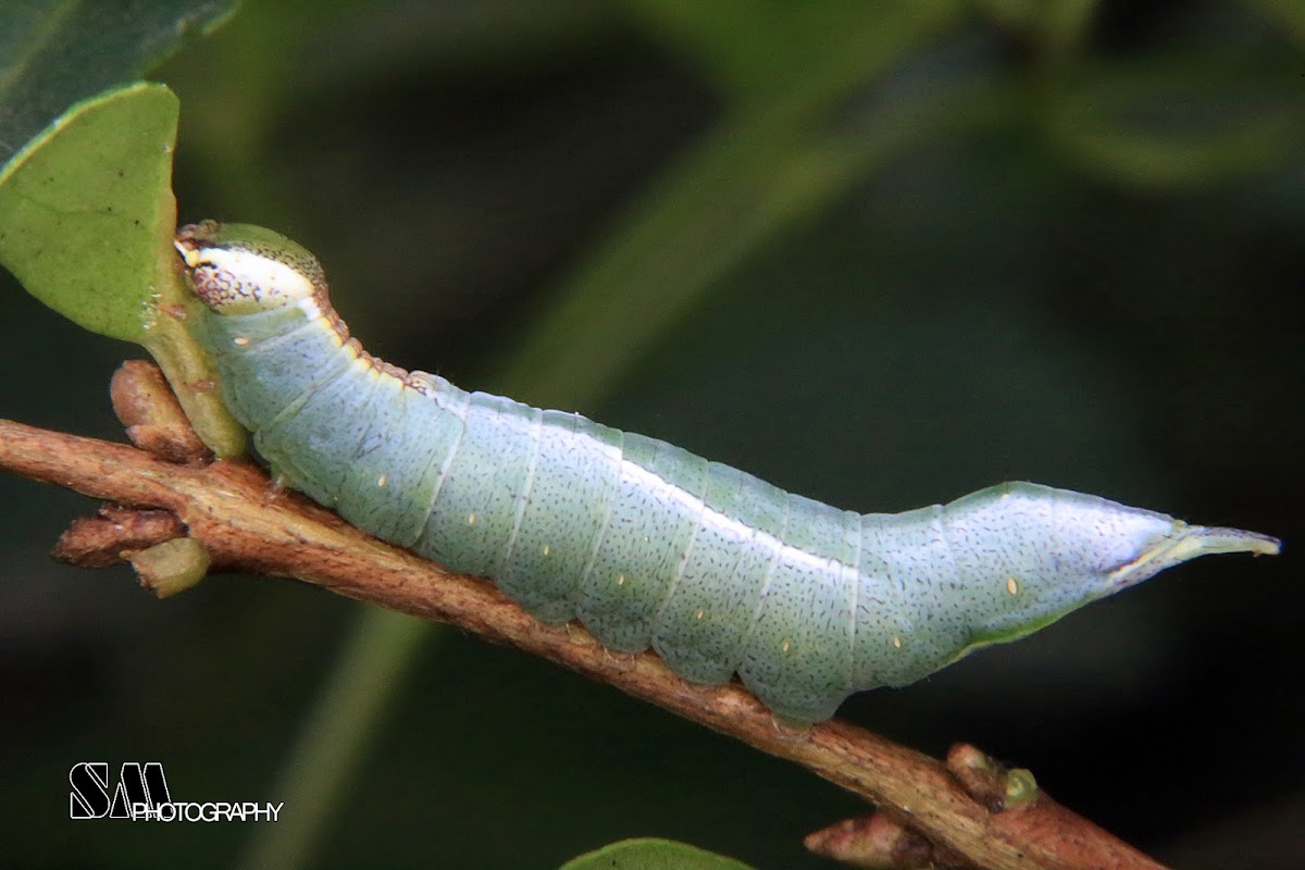 Notodontid caterpillar