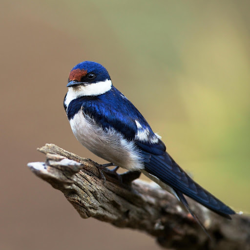 Hd-148400-ascw148400