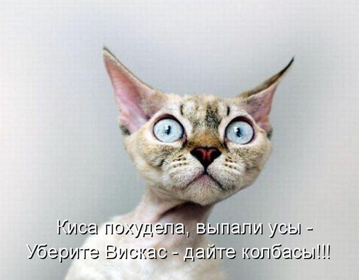 [kot-020%255B4%255D.jpg]