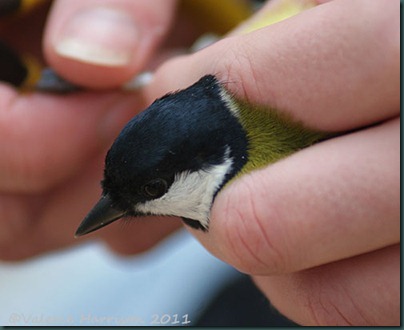 greattit