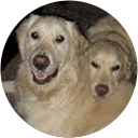 Kristin Birks profile picture