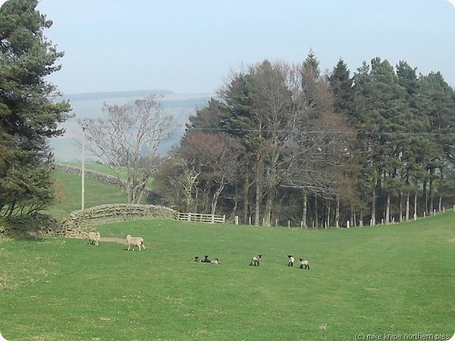 tunstall lambs