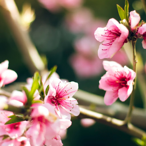 Hd-186028-ascw186028