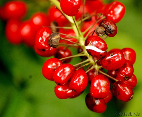 6. red berries-kab