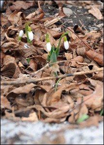 13Feb24snowdrops