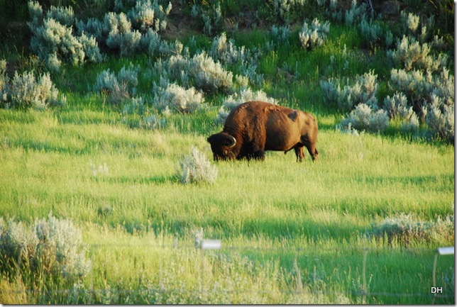 06-28-13 D Fort Peck Wildlife Praire (28)