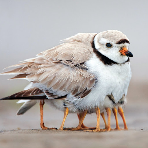 Hd-145272-ascw145272