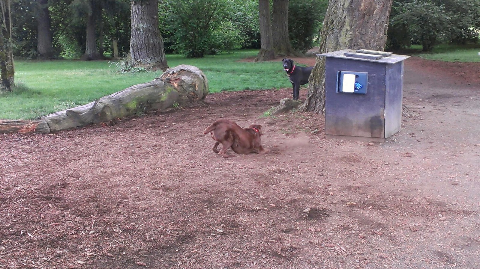 A Day In the Life of Monster...and Family: Dog park fun