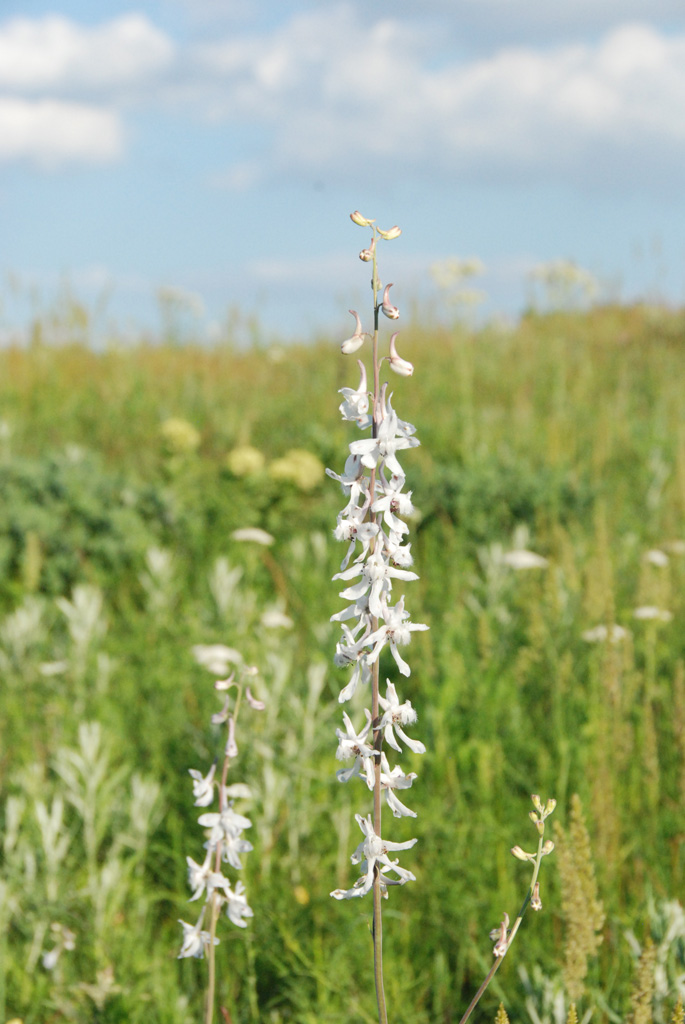 Gaia Garden Community Rules Prairie Larkspur and Friends