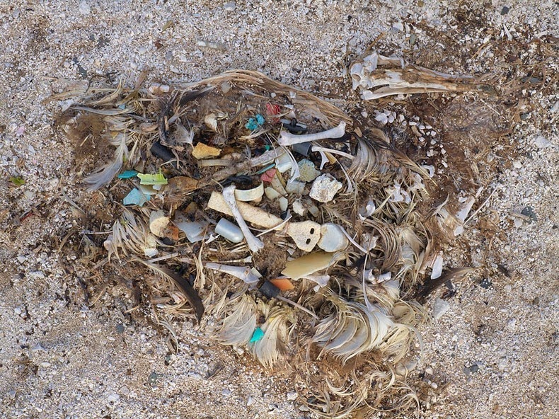 Saddening Images of Dead Sea Birds With Plastic in Their Stomach | Amusing  Planet