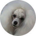 Image Google de Christelle Misery