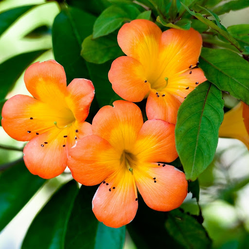 Hd-171805-ascw171805