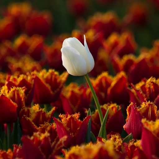 Hd-133704-ascw133704