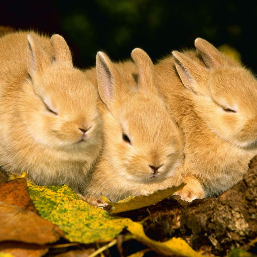 Hd-161092-ascw161092