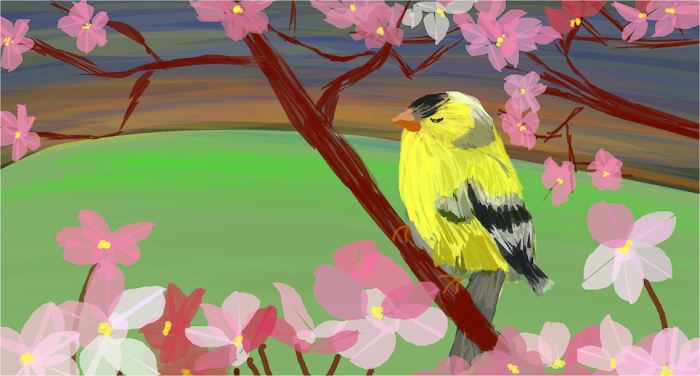 Cherry Blossoms