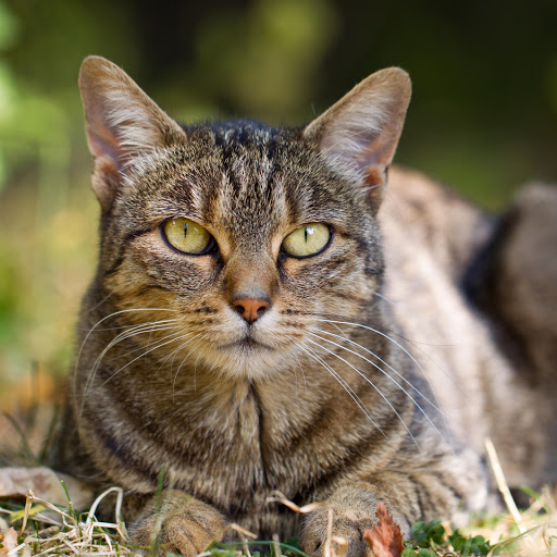 Hd-181653-ascw181653