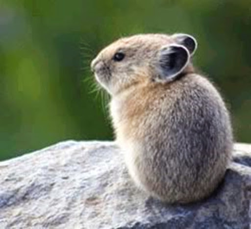 The Alice Pika