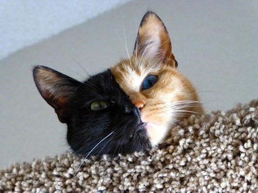 двуликая-кошка-венера-генетический-химеризм-4