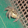 Jumping Spider