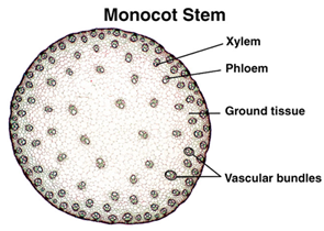 Monocot stem Anatomy